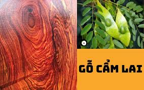 tim-hieu-go-cam-lai